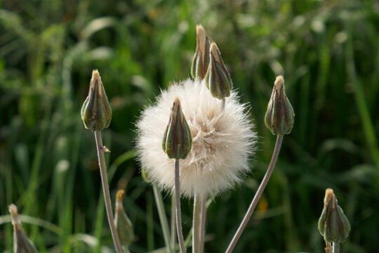 flor