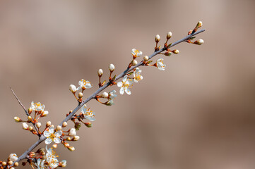 branch with beautiful fresh flowers