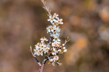 branch with beautiful fresh flowers