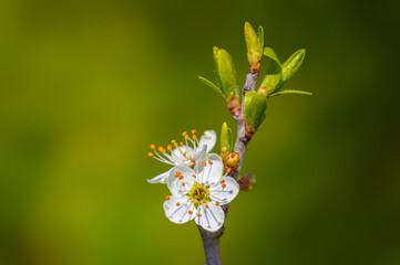 branch with beautiful fresh flowers