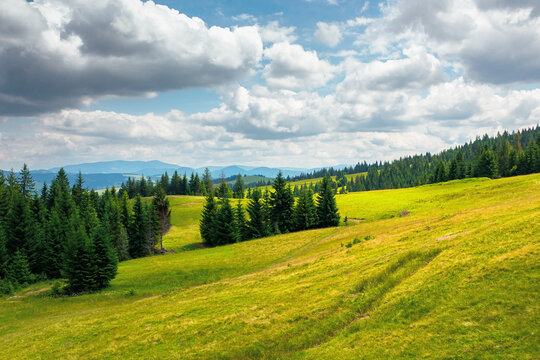 spruce trees in mountains. summer countryside landscape with grass on the hills. nature scenery on a sunny day with clouds on the sky. environment conservation concept