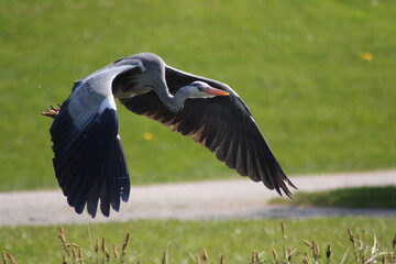 Tiere und Natur