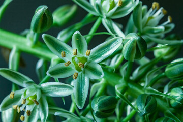 Albuca Bracteata (pregnant onion) flower in garden? macro shot