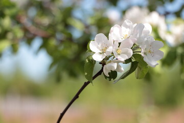 apple tree blossom