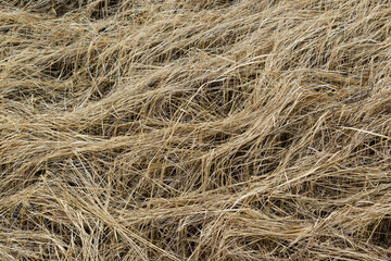 A field with dry grass for a backdrop. Stalks of the grass are broken and bent to the ground.