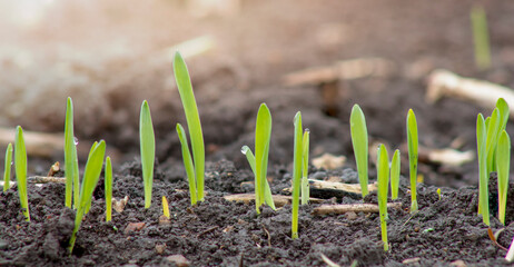 Sprouts of young barley sprouted from the soil in the field of agriculture