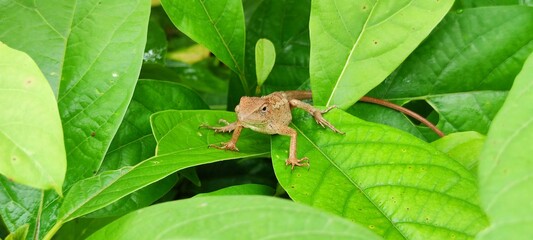 spider on lA chameleon in a forest with green leaveseaf