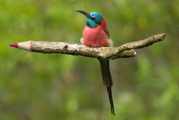 Northern Carmine Bee-Eater sitting on a pencil