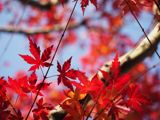 紅葉と青空