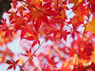 赤く色づく紅葉