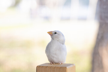 生後約一か月の白文鳥のヒナ