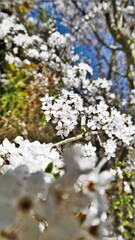 Blühender Blumenstrauch.