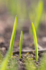 Young sprout of barley sprouted in the soil in the field of agriculture. Photo close up