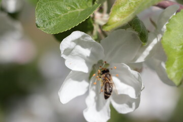 bee on a flower