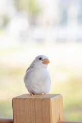 生後約一か月の白文鳥のヒナ
