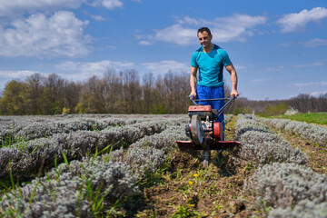 Farmer weeding the lavender field