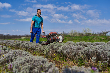 Farmer weeding the lavender field