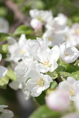 Obraz premium apple tree in bloom