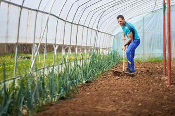 Farmer planting tomatoes