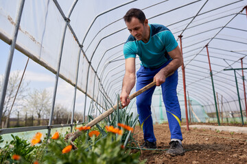 Farmer weeding the spring onions