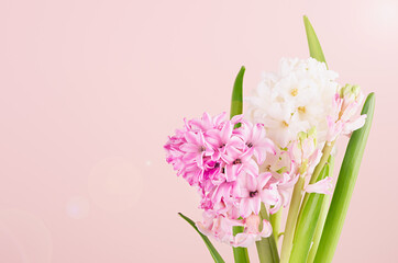 Bright exquisite pink hyacinth flowers on pink background with sunlight and sun flare flare closeup, copy space, romantic springtime background.