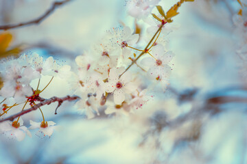 Close up of cherry blossom at blue. Outdoor springtime nature background
