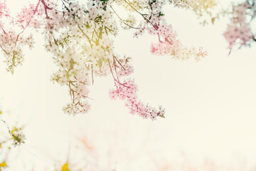Lovely spring background with cherry blossom branches in sunlight. Outdoor nature. Pastel color