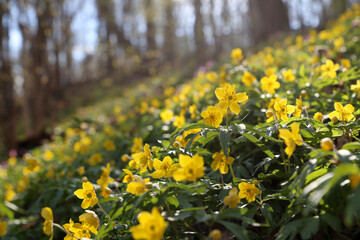 Spring flowers in a forest, yellow anemone buttercup in sunlight. Background with vivid colors of fairy nature