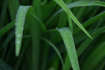 Fototapeta premium grass with dew drops