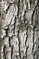 Naklejka premium Ecorce de Noyer