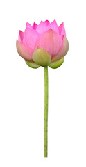 Pink lotus flower in full bloom isolated on white background for design usage purpose