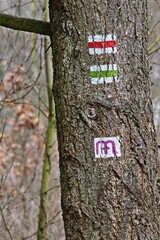 Fototapeta premium Via Mariae Pfadmarkierung am Baum