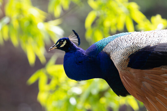 Blue peafowl (Pavo cristatus) head and shoulders of blue peafowl with pale yellow leaves in the background