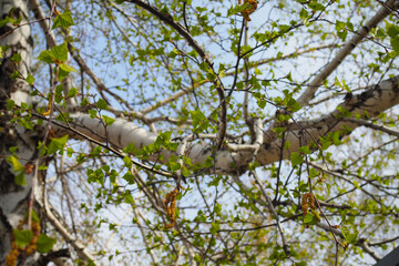 Young green leaves of a birch in the spring afternoon