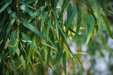 Eucalyptus leaves. branch eucalyptus tree nature background