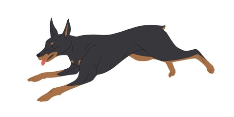 Doberman Pinscher dog running with tongue hanging out. Strong muscular Dobie rushing or chasing smb. Purebred adult doggy jumping. Colored flat vector illustration isolated on white background