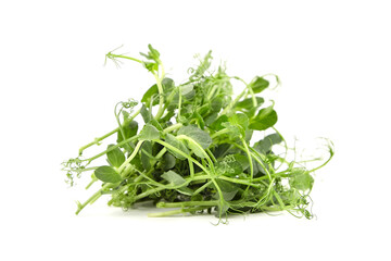 Pea microgreens isolated on white background. Fresh micro greens shoots