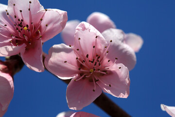 Close-up on pink flower of blooming peach tree in spring