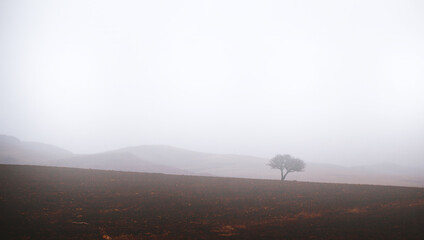 Naklejka na ściany i meble lonely tree in the fog