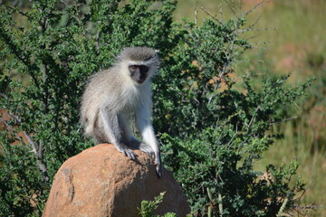 South Africa