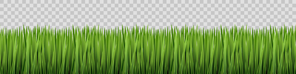 Green grass on transparent background. Seamless vector texture.