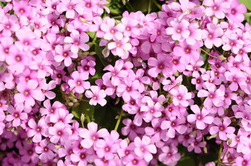 ピンク色の小花