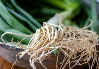 The tufted, fringed root of fresh onion. macro photograph