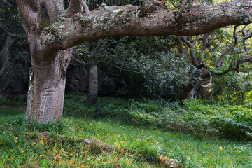 Tree in mystery woodland with lichen and moss on branches - Gnarled tree background in with grassy undergrowth