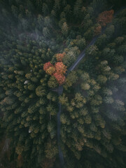Colourful fall in a moody forrest
