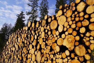 Holz im Wald Baubranche Frischholz Fichten