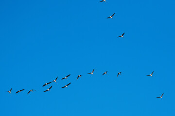 geese fly in a wedge to the south