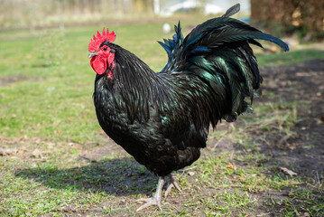 Black brown Danish forest hens enjoy the sun on the organic farm