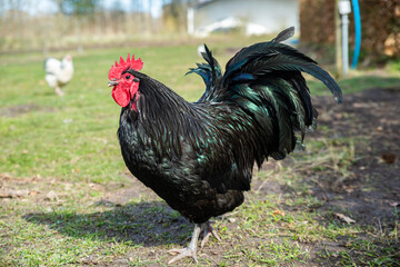 Black brown Danish forest hens enjoy the sun on the organic farm