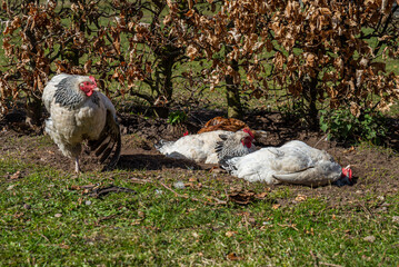 White and black Brakler-Rooster, enjoying the sun on the organic farm